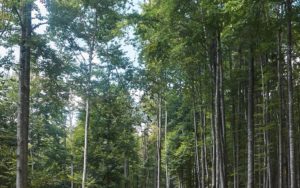Rumunia – Bałkańskie Wertepy